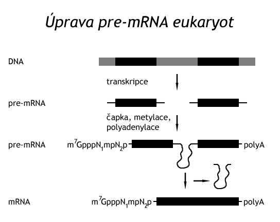 Biosynthesis of nucleic acids - WikiLectures