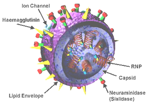 3D Influenza virus.png