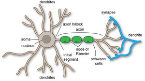 Typical axon structure