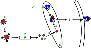 The role of proteasome in antigen presentation: A – Protein B – Proteasome C – MHC I protein synthesis D – Peptides for presentation E – ER F – Plasma membrane 1. Ubiquitination 2. Degradation of protein into peptides by proteasome 3. Transport of peptide into ER lumen by ABC carriers 4. Binding of peptides in the notch of the MHC I complex 5. Presentation of antigen on the plasma membrane