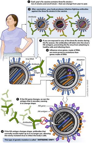 Antigenic Drift of the Flu Virus (5102830852).jpg