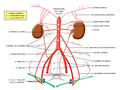 Paired branches of the abdominal aorta