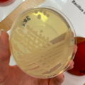 Bacillus cereus, MH agar, Mueller-Hinton agar