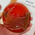 Bacillus subtilis, blood agar