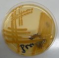 Bacillus subtilis, Mueller-Hinton agar