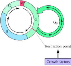 Cell Cycle Control .png