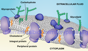 Cell Membrane 1.png