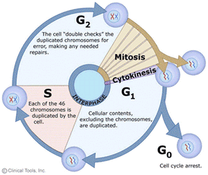 Cell cycle.gif