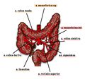 Vascular supply of colon