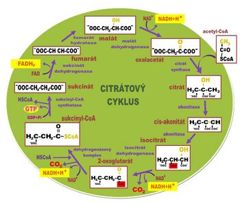 Reactions of the citrate cycle.
