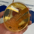Citrobacter koseri, deoxycholate-citrate agar