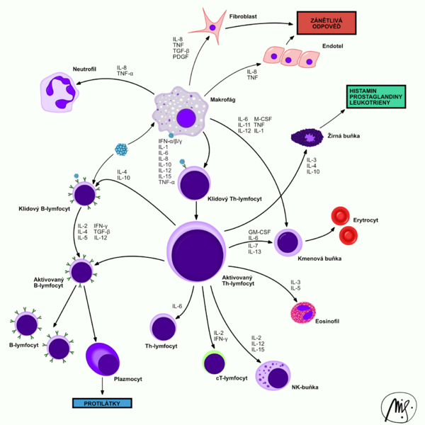 Cytokine interactions between cells of the immune system