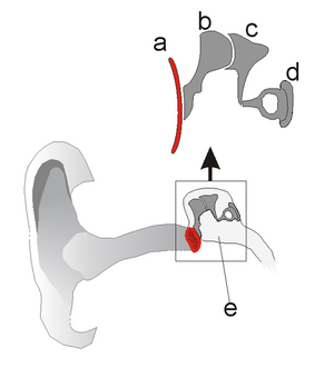 Diagram of the ear - ear drum transmission system shown in red : a – ear drum, b – malleus, c – anvil, d – stirrup, e – middle ear cavity