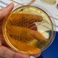 Enterobacter cloacae, deoxycholate-citrate agar