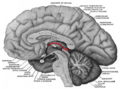 Epithalamus (highlighted in red)