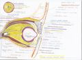 Sagittal section through eye.