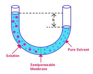 Figure 1.2: Setup for measuring the osmotic pressure of a solution
