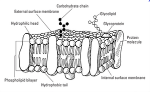 Figure 2.1: Scheme of a cell membrane and its components