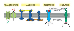 Figure 2.2: Scheme of a cell membrane transport proteins.