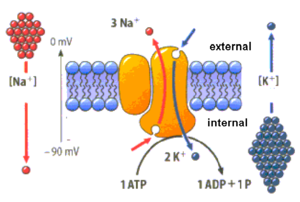 Figure 2.3: Simplified diagram of Na/K ATPase