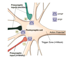 Figure 2.5: Excitatory and Inhibitory Synaptic Potentials (EPSP a IPSP)