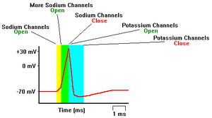 Figure 2.6: Generating Action Potential - opening of sodium and potassium channels