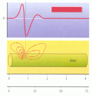Figure 2.7: Propagation of action potential along the axon