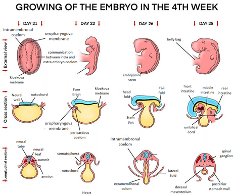 4. week of embryonic development.