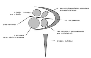 Fundus meatus acustici interni – schematic view of the right meatus from the inner back Builds on internal acoustic pore Content no. facial; no. vestibular; no. cochlear