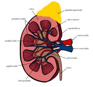 Kidney – structure.jpg