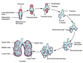 Lung Development.png