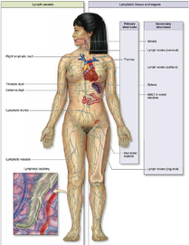 Types of Lymphoid organs