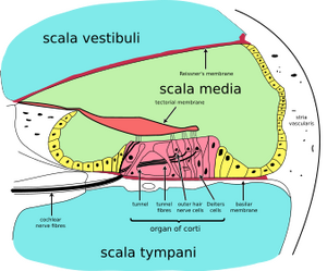 Transverse section of the cochlea : the scala media is filled with endolymph, the scala vestibuli and scala tympani are filled with perilymph Classification and references MKN H81.0 MeSH ID D008575 OMG 156000 Medline Plus 000702 Medscape 1159069