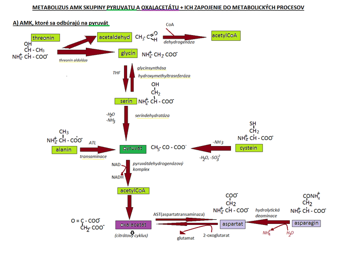 Metabolism of AMK pyruvate and oxaloacetate