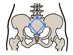 Pelvis - WikiLectures