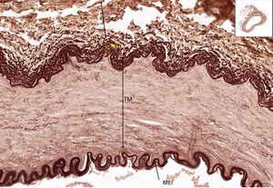 Muscle artery RF 15,5x.jpg