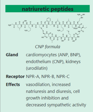 Natriuretic peptides.png