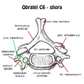 C6 vertebra (top)