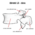 L3 vertebra (left)