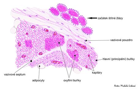 Diagram – Glandula parathyroidea