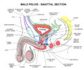 Male Pelvis - Sagittal section