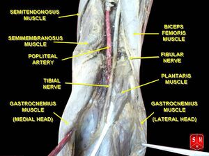 Popliteal artery (1).jpg