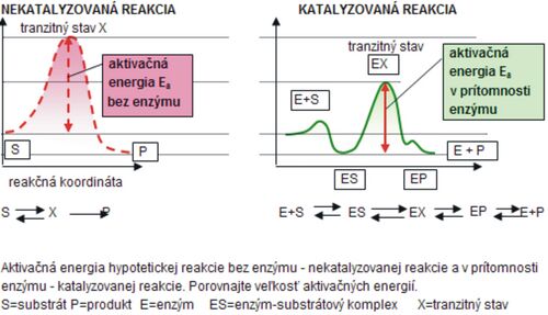 Fig. 1 Comparison of the Ea of an enzyme-catalyzed and non-catalyzed reaction
