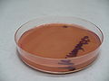 Proteus mirabilis, Endo agar, plazivý růst