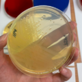 Pseudomonas fluorescens, Mueller-Hinton agar, the smell remotely resembles the scent of jasmine