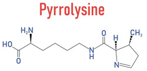 Pyrrolysine.png