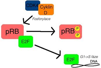 The CDK4/Cyclin D complex phosphorylates the pRB/E2F complex and thereby releases the E2F transcription factor, which further enables the cell to transition from G1 to S phase