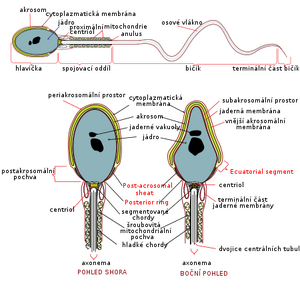 Sperm diagram