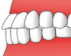 Teeth - stegodontie.png