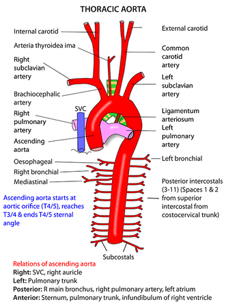 Thoracic Aorta branches.png